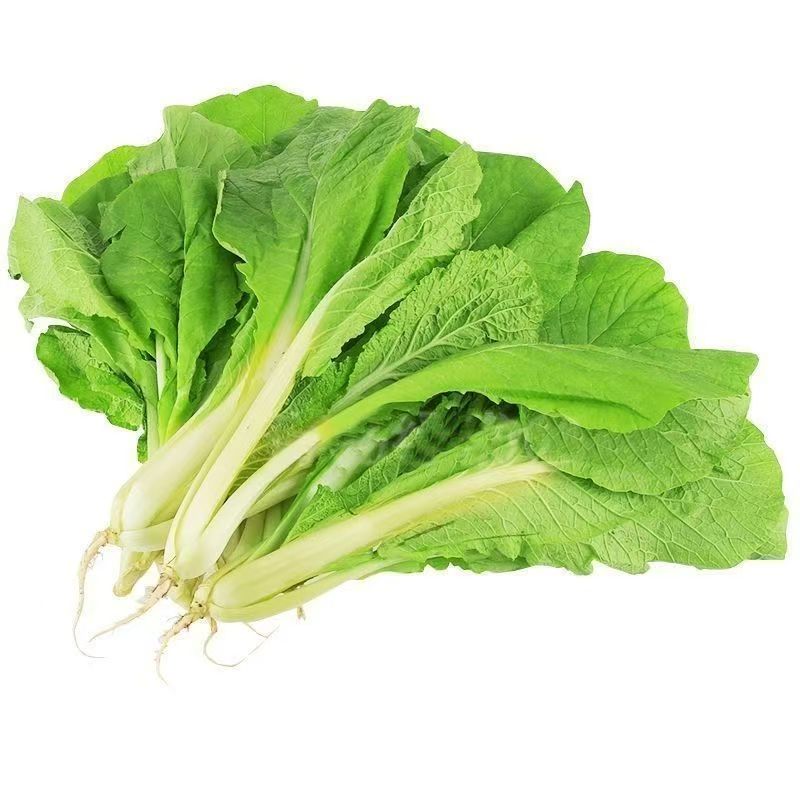 快菜种籽奶油小白菜鲜嫩阳台小院抗蔬菜种源