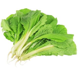 19天速生快菜四季奶油小白菜鲜嫩阳台小院高产耐热耐寒抗病蔬菜茽