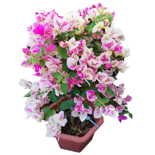 三角梅盆栽带花绿樱漳红樱树苗老桩重瓣阳台别墅耐热开花木本多色