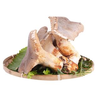 【现货】新鲜白虎掌菌500g云南特产食用菌蘑菇煲汤鲜虎掌菌老虎菇