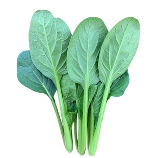 蔬菜种子香菜番茄辣椒菠菜黄瓜青菜籽生菜萝卜白菜四季播种孑大全