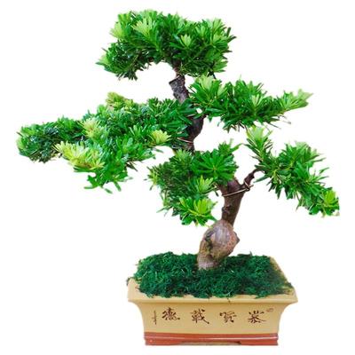 绿植名贵别墅室外真树罗汉松盆景