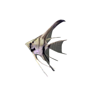 大埃及神仙鱼秘鲁伊莎贝尔神仙鱼红背小型热带淡水观赏鱼白化燕鱼