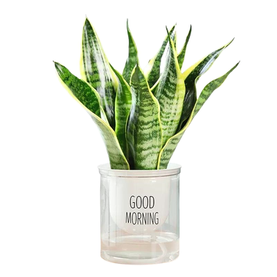 绿植易活办公大全客厅金边虎皮兰