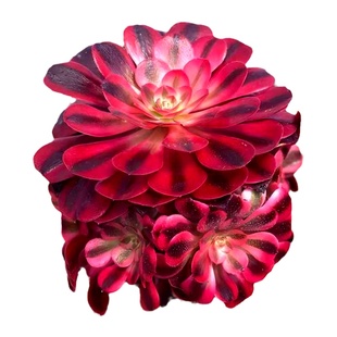 美杜莎法师植物多肉老桩办公室内桌面阳窗台绿植花卉盆栽精品肉肉