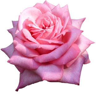 婚礼钟声 新品灌木裸根地栽大苗大花四季开花盆栽月季玫瑰花苗