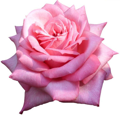 婚礼钟声 新品灌木裸根地栽大苗大花四季开花盆栽月季玫瑰花苗