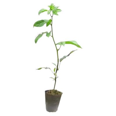 黄金9号百香果嫁接苗广西纯甜台农百香果树果苗四季不断结果盆栽