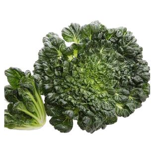 【老一生鲜】新鲜塌菜乌塌菜塔菜塌棵菜塌地松黑菜500g