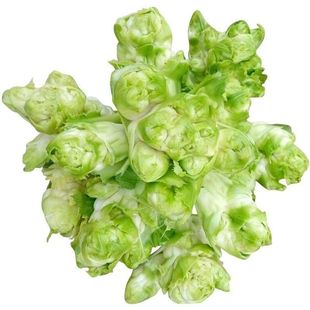 秧苗蔬菜盆栽庭院秋冬季苗等儿菜香嫩田园优良露地早熟栽高产阳台