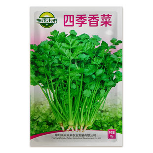 四季香菜种子高产耐寒速生老品种正宗本地小叶香菜种籽盆栽菜种子