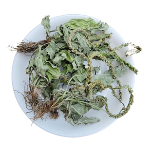 深山农家采挖整颗车前草干野外生长车钱干货草农家自晒药材车轮菜