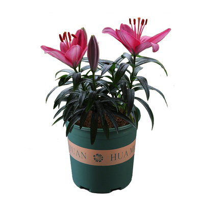 香水百合种球进口已催芽浓香花卉