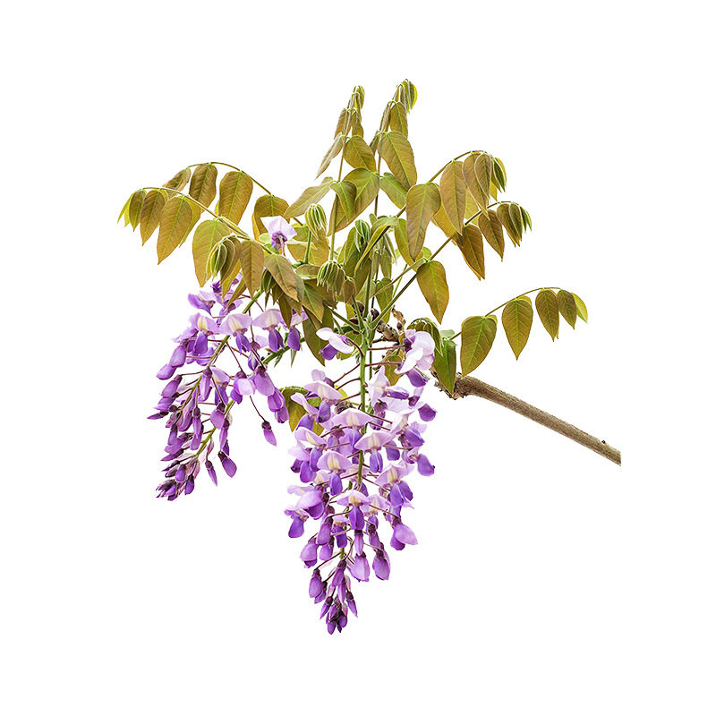 庭院盆栽地栽耐寒藤本花卉