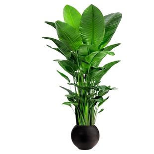 天堂鸟客厅绿植盆栽室内大型办公室高端大气上档次高级感四季好养