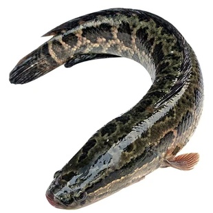 黑鱼苗乌鱼淡水养殖生鱼活体乌鳢财鱼斑鱼特大好养凶猛冷水观赏鱼