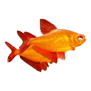 甜心柠檬灯草缸群游鱼南美热带观赏鱼进口高端灯鱼红绿灯稀有灯鱼