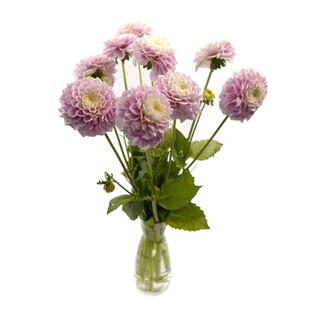 天狼进口国产大丽花种球庭院花园多年生宿根花卉牛奶咖啡