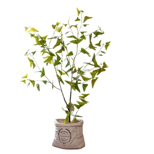 北欧风格仿真绿植飞机草枝叶花艺摆件植物插花客厅装饰造景饰品