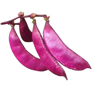 长豆角种子压塌架小五叶特长豇豆种籽庭院田园爬藤一点红蔬菜种孑