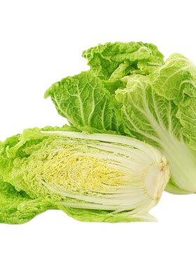 蔬菜b1102鲜黄四季娃娃菜种子