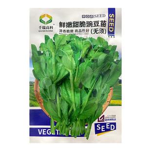四川香豌豆尖苗麻豌豆颠种籽种子四季水培芽苗菜秋季种植蔬菜种孑