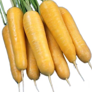 齐头黄胡萝卜种子胡萝卜籽水果萝卜种籽阳台盆栽四季秋季蔬菜种子