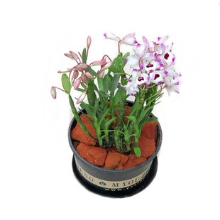 贵州赤水新鲜金钗石斛苗盆栽大苗石斛盆景吊兰花铁皮种苗花卉绿植