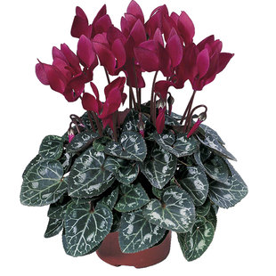 仙客来盆栽带花重瓣特大花四季阳台冬季开花耐寒植物室内年宵花卉