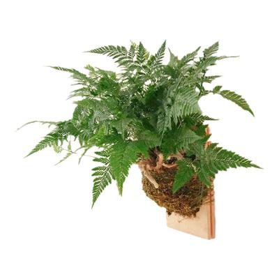 【挂板】狼尾蕨超美挂板绿植氛围