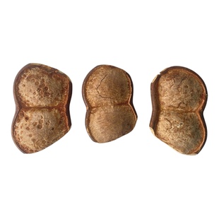 云南过江龙榼藤大豆荚手作DIY娃娃丑萌可爱送闺蜜朋友豆荚材料包