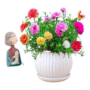 太阳花苗重瓣大花盆栽牡丹太阳花带根老桩室内阳台四季开花卉植物