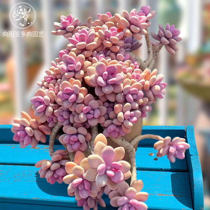 圆滚滚桃蛋一物一拍控养桃之卵悬崖老桩热门多肉植物精品向阳派