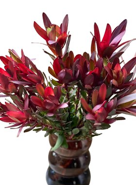南非进口木百合鲜花可做干花家庭