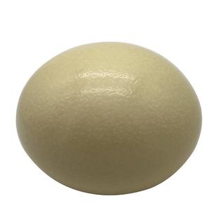 超大号新鲜鸵鸟蛋食用顺丰包邮撞蛋过节送礼