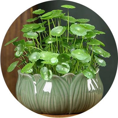 铜钱草籽水培植物盆栽室内