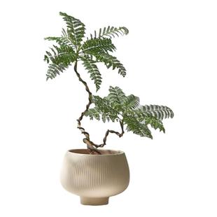 双株造型蓝花楹植物盆栽桌面办公室内客厅阳台好养绿植净化空气