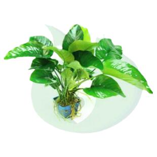 阴性草细叶铁小大榕黄金榕绿藻球鹿角铁皇冠绑沉木用黑木蕨水草