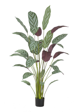 仿真绿植飞羽竹芋植物盆栽