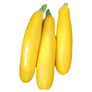 香蕉西葫芦种子苗四季南方蔬菜种籽孑瓜苗秧秧苗水果黄西胡芦春季