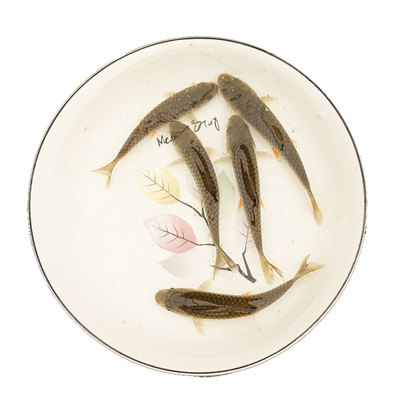 悦芝蓝军鱼苗食用倒刺粑黄娟鱼苗