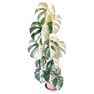 白锦龟背竹锦化植物室内盆栽绿植客厅北欧热植网红好养洒金龟背竹