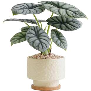 白犀牛海芋盆栽室内桌面绿植花卉盆景好养活净化空气四季常青植物