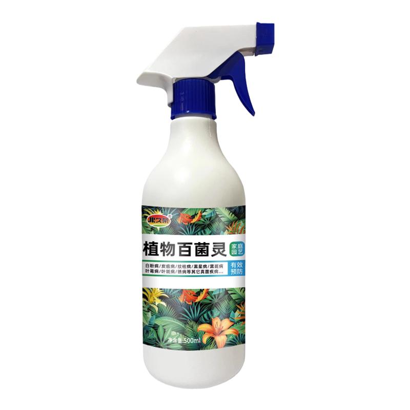 月季枯枝黑杆月季花病虫害常用药