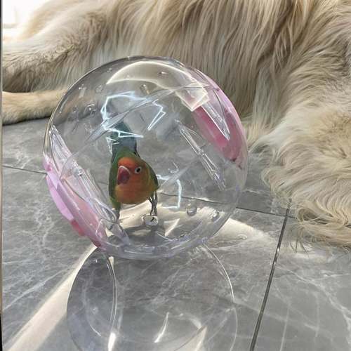 鹦鹉玩具解闷自嗨鹦鹉跑球小太阳虎皮牡丹鹦鹉小玩具防啃咬透气