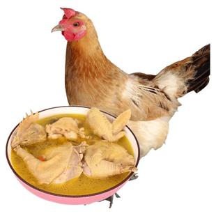 大用老母鸡土鸡农家散养新鲜现杀鸡整只走地鸡跑山鸡正宗土鸡草鸡