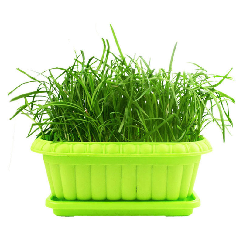 韭菜种子种籽子苗菲菜红根四季根苗紫根籽种蔬菜老品种小叶宽叶根