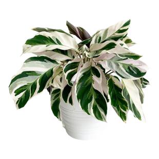 荷兰进口白油画竹芋盆栽室内好养网红ins风绿植黄油画竹芋