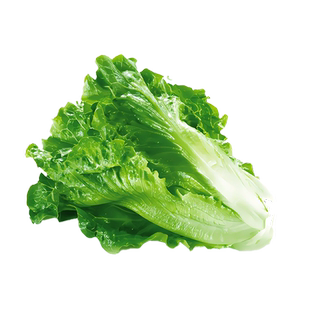 意大利耐抽苔种子苗罗马生菜耐热耐寒紫叶奶油生菜籽四季蔬菜种孑