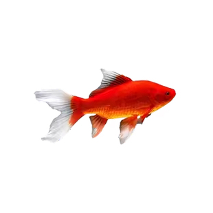红草金鱼好养耐活长尾大红草观赏鱼小红鱼锦鲤活体冷水鱼淡水鱼